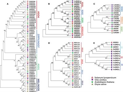 Systematic genome-wide and expression analysis of RNA-directed DNA methylation pathway genes in grapes predicts their involvement in multiple biological processes